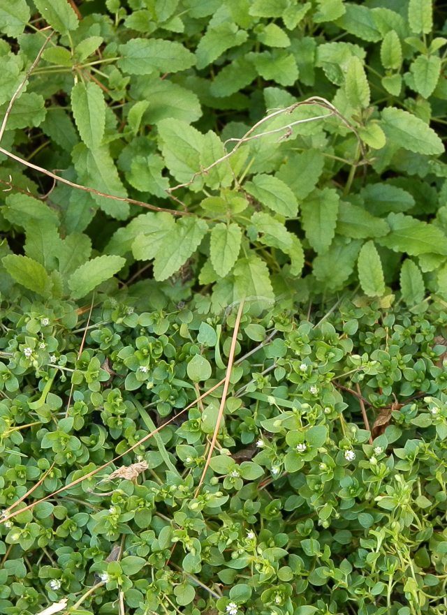 Florida betony above, common chickweed below