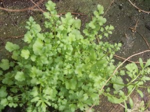 bittercress - just the right size