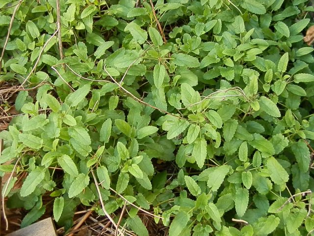 Young Florida betony foliage