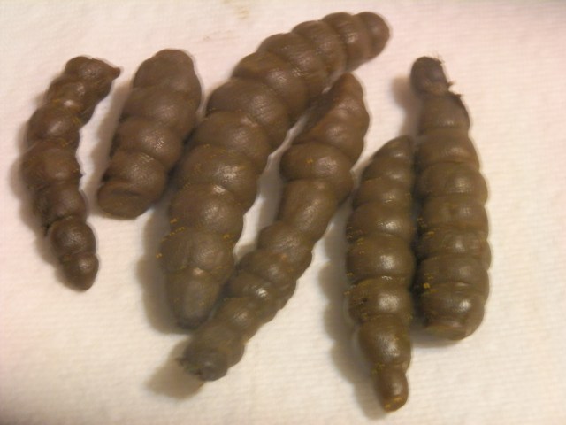 Florida Betony Pickles - Two years old but still tasty and crisp