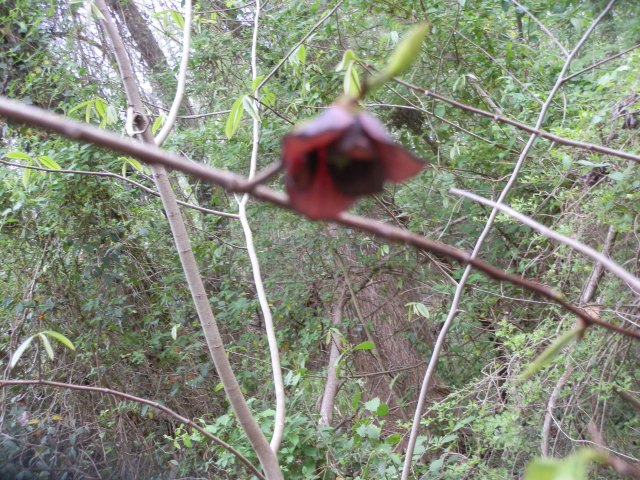 Pawpaw flower in mid-April on the edge of the canebrakes in eastern North Carolina