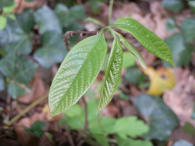 Emerging foliage on pawpaw seedling