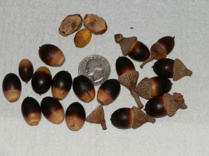 Live Oak Acorns