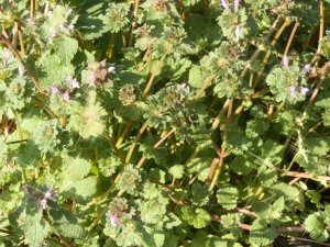 Henbit