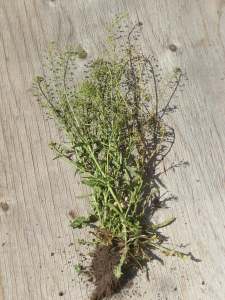 Mature shepherd's purse plant