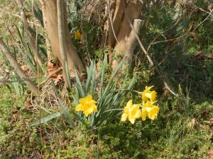 OLYMPUS DIGITAL CAMERA Daffodils under crape myrtle