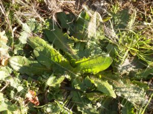 Cat's ear weed Cat's ear weed