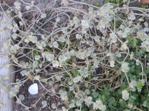 powdery mildew on henbit