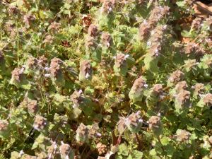 purple deadnettle