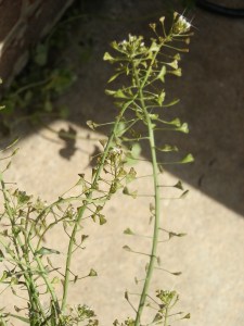 Shepherd's Purse Siliques