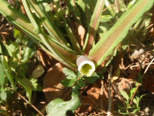 cut stem of prickly lettuce 