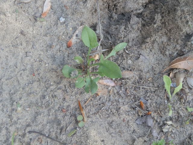young sheep sorrel seedling