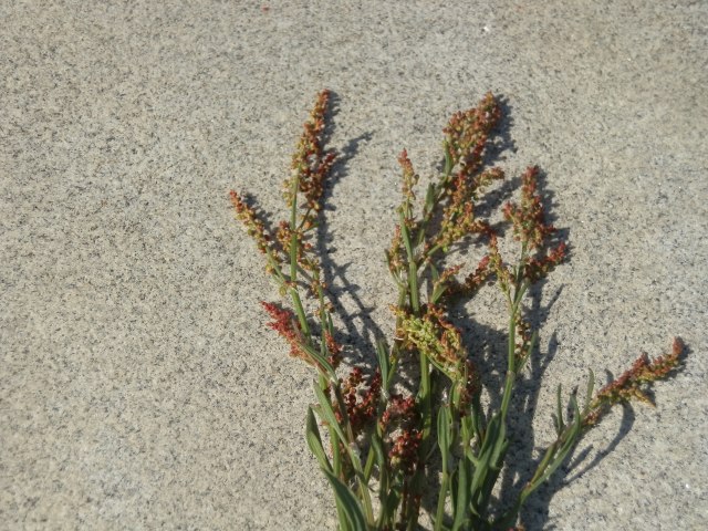 sheep sorrel flower stalks