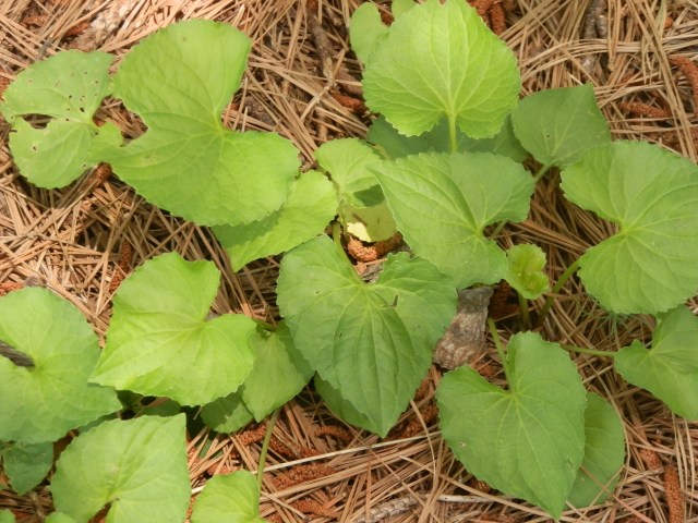 OLYMPUS DIGITAL CAMERA violets under loblolly pine