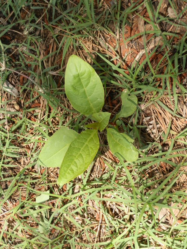 young pokeweed plant