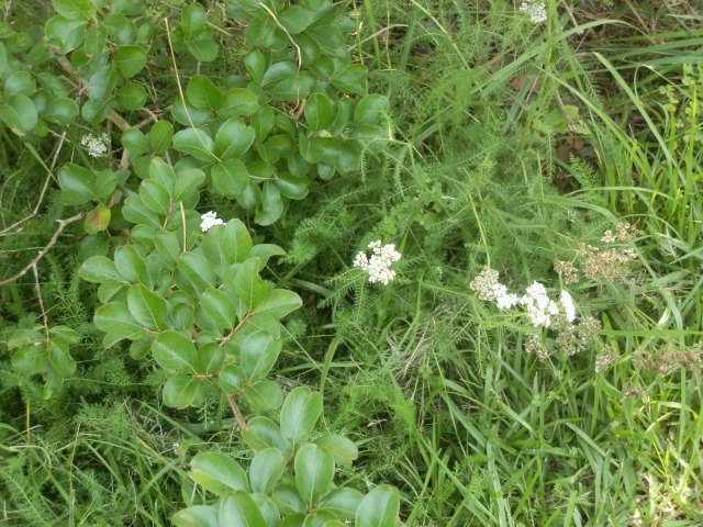 white yarrow flowers