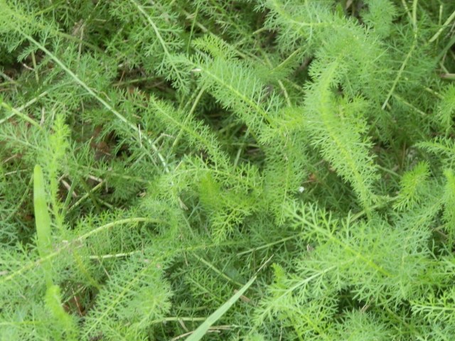 yarrow foliage