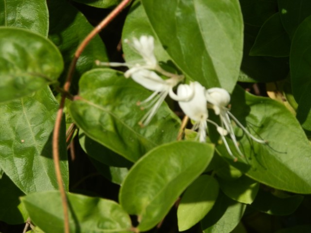 Japanese honeysuckle