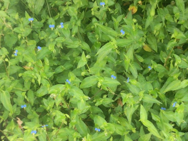 OLYMPUS DIGITAL CAMERA dayflower