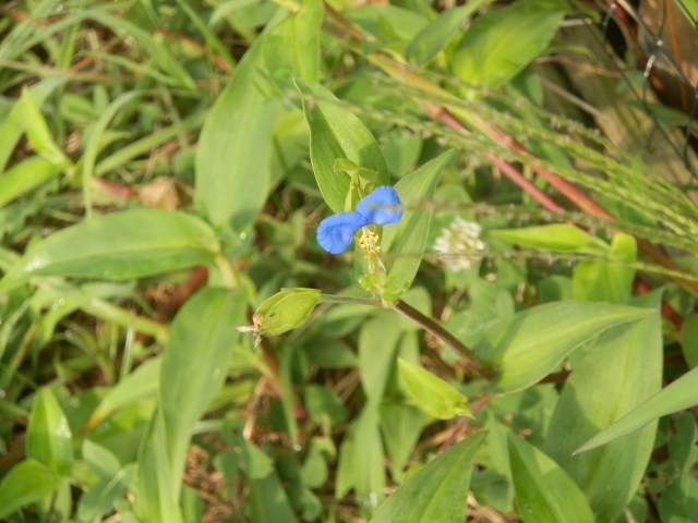 OLYMPUS DIGITAL CAMERA dayflower