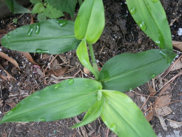 OLYMPUS DIGITAL CAMERA dayflower