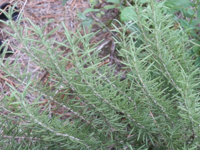 rosemary foliage