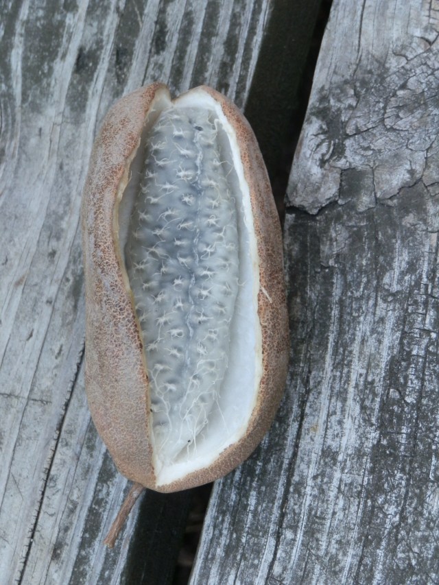 chocolate vine fruit split open