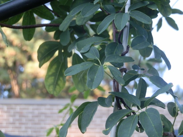 chocolate vine foliage