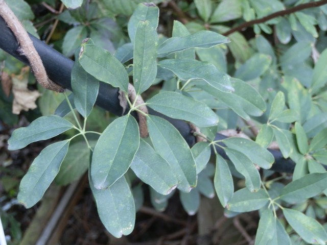 Akebia quinata foliage