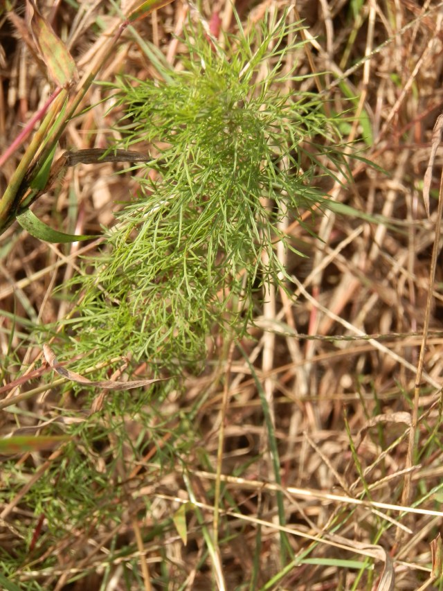 young dogfennel plant in fall