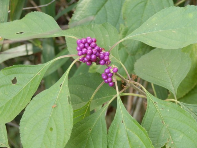 Beautyberry close-up