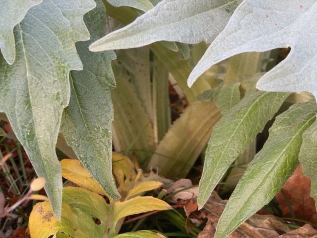 Close-up of leaf stalks (petioles)