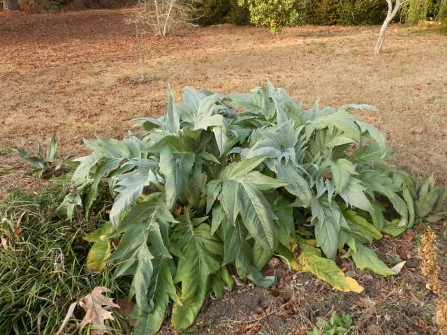 Healthy stand of cardoons in early January