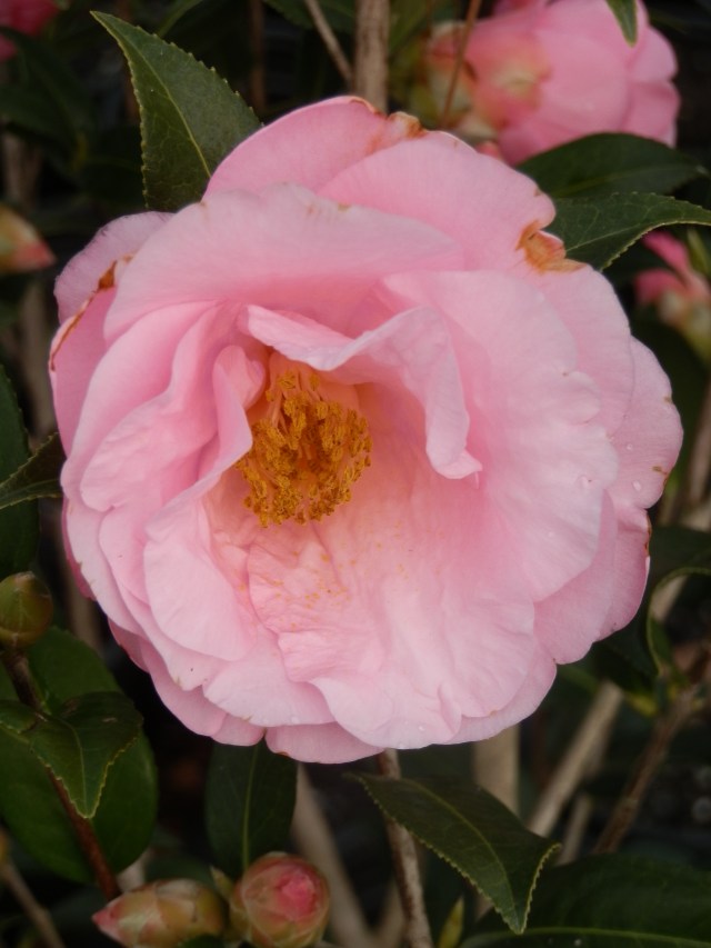 Common camellia in full bloom - February 2013