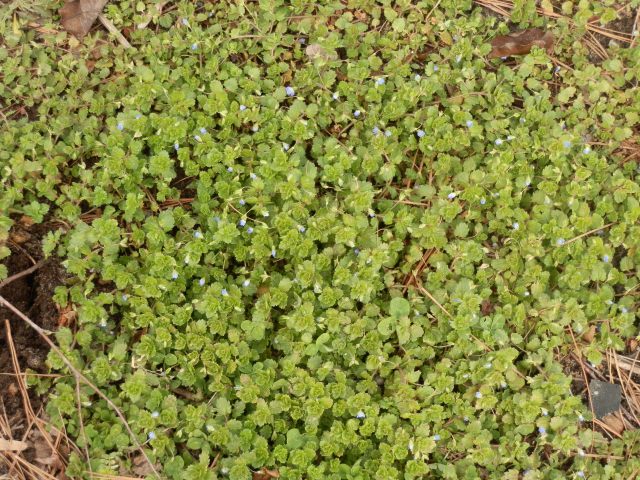 Thick stand of birdeye speedwell