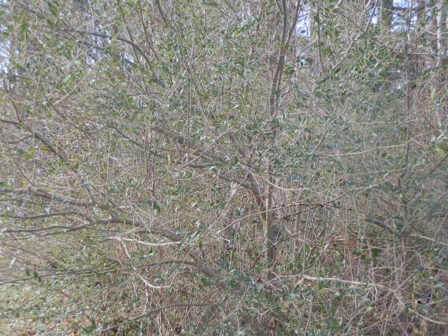 Chinese privet thicket