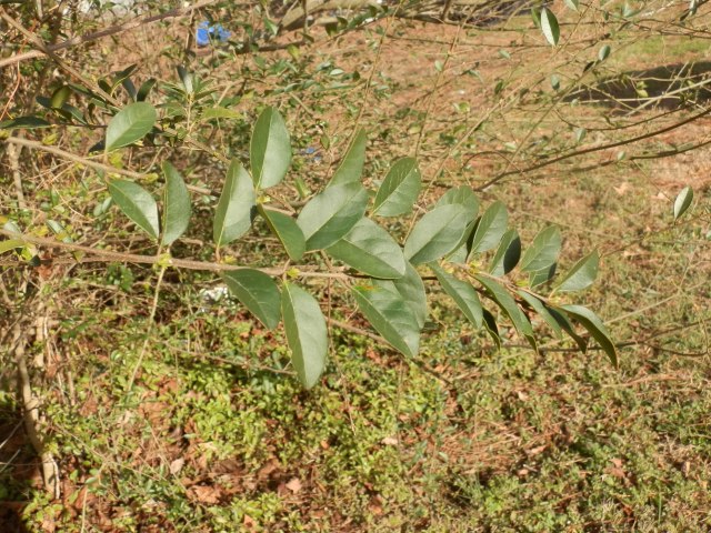 Close-up of Chinese privet leaves