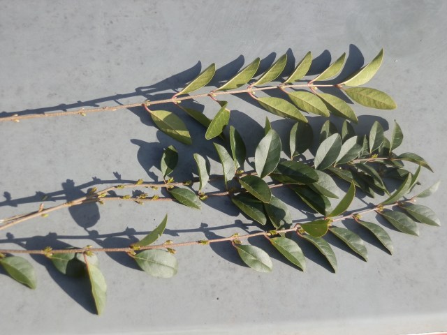 Chinese privet: lower leaf surface (above) and upper leaf surface (below)