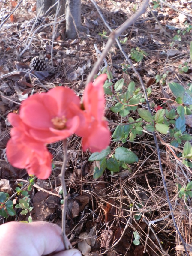 Escaped quince seedling in bloom