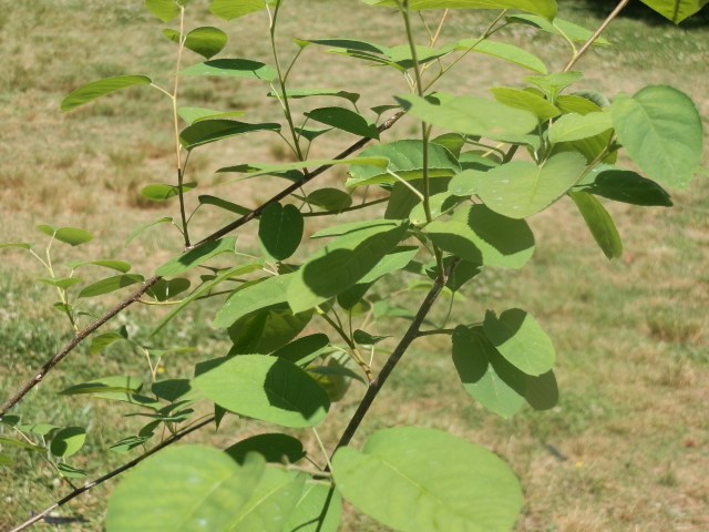 serviceberry foliage