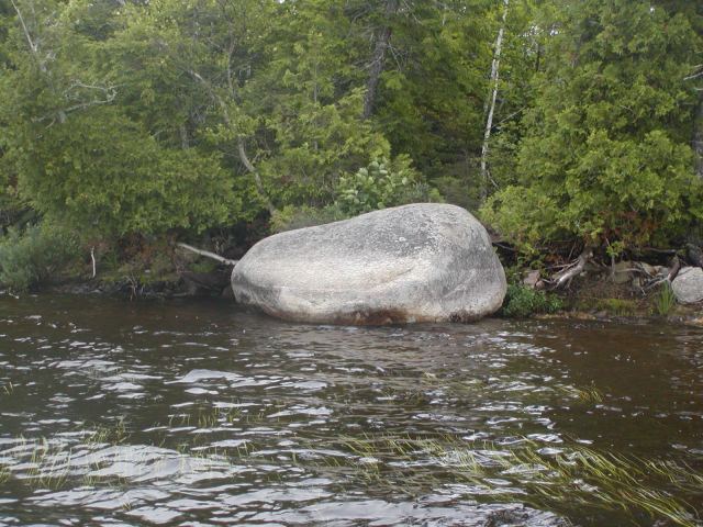 Good old wild Maine Arborvitae (Northern White Cedar) surrounds big rock on Big Lake in Princeton, ME.