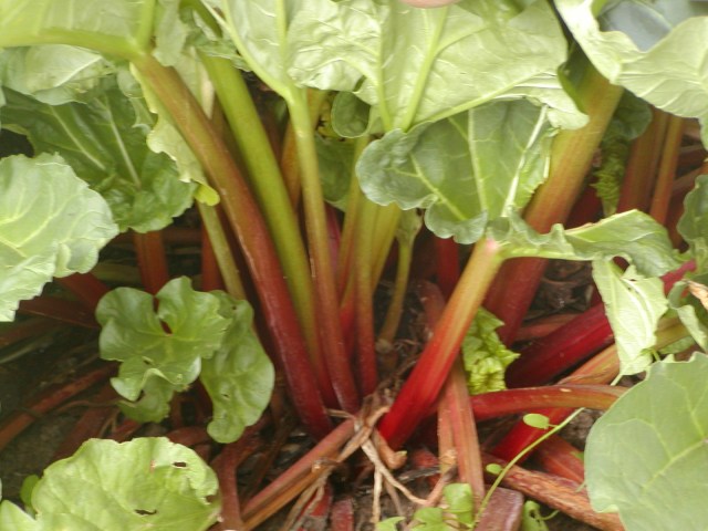 Healthy rhubarb stalks