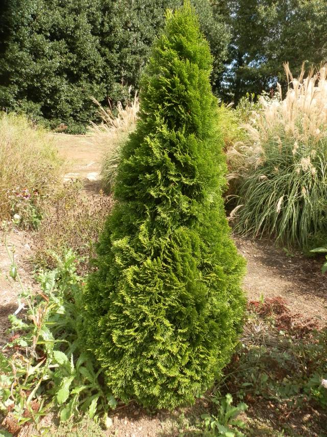 Young upright ornamental specimen