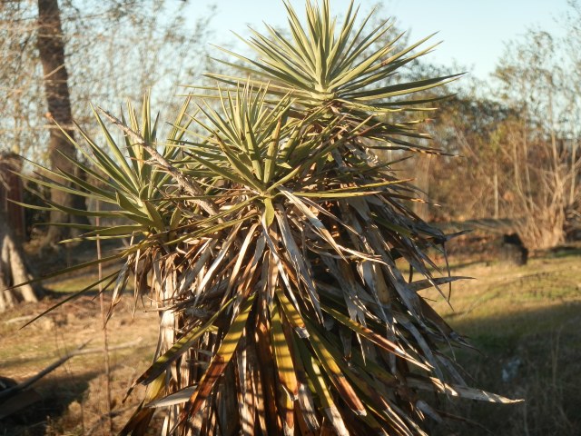 Large Yucca on the side of the road in eastern North Carolina in late January