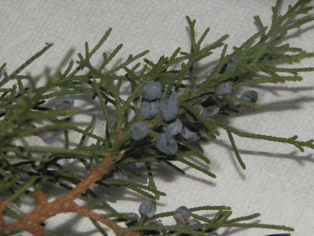 close-up of blue bery-like cones in artificial light