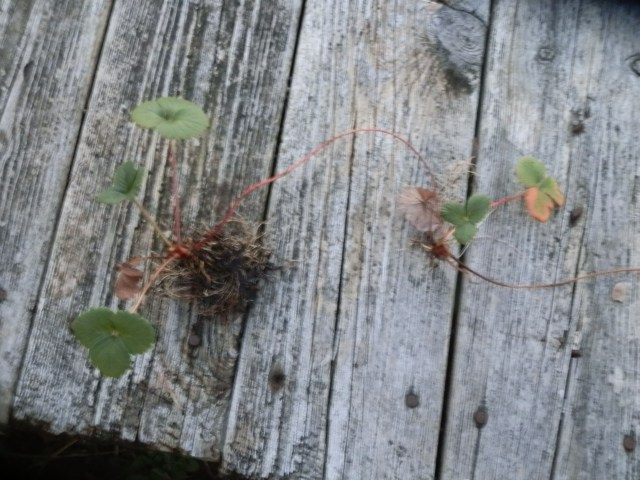 Wild strawberries dug up and ready for transplanting