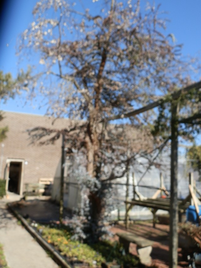 Our eucalyptus tree after a hard winter