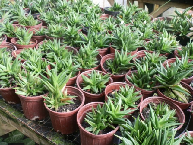 A different Aloe ecotype for our school plant sales