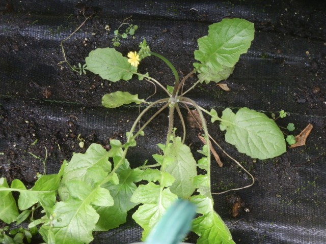 This one is growing under the benches of our greenhouse and it is a little past its prime as food