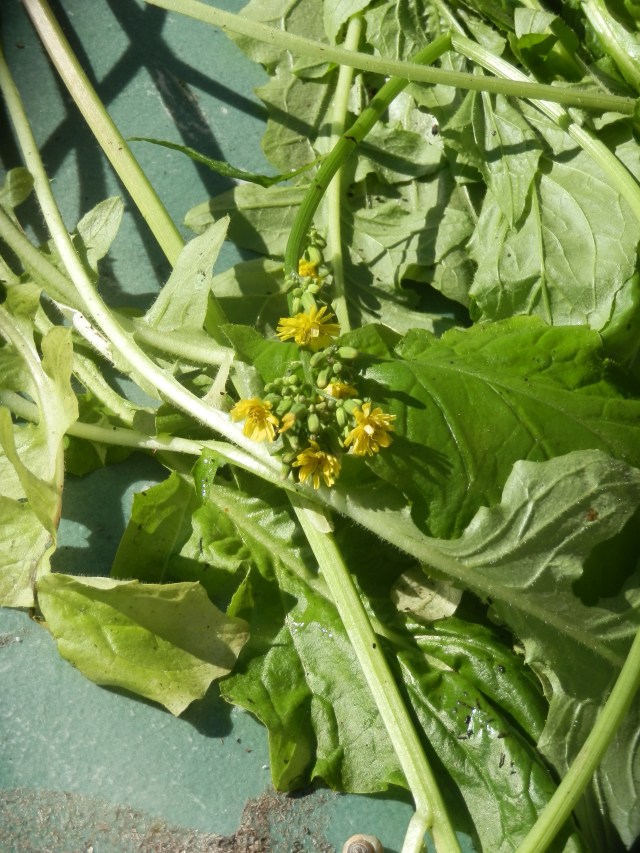 False hawksbeard showing the yellow flowers